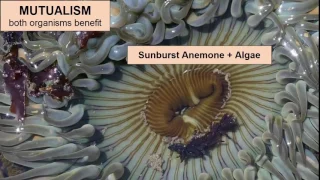 Symbiotic Relationships-Definition and Examples-Mutualism,Commensalism,Parasitism