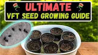 How To Grow Venus Flytraps From Seed: Soil, Water, Lighting & More! Growing Venus Flytraps From Seed