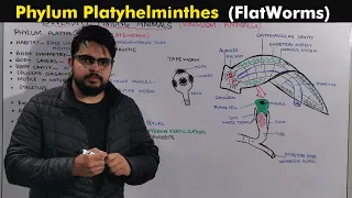 Phylum Platyhelminthes / Flatworms (General Characteristics)