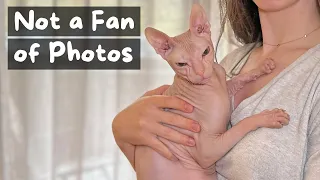 Things You Should Know Before Getting a Sphynx Cat | The Cat Butler