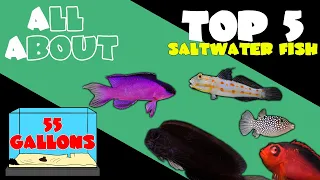 Top 5 Fish for 55 Gallon Saltwater Tank