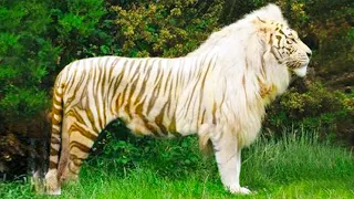 15 Rarest Cross Breed Animals In The World