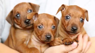 CACHORRITOS GUAU GUAU- #cancionesinfantiles  INFANTILES #perritoslindos #animales