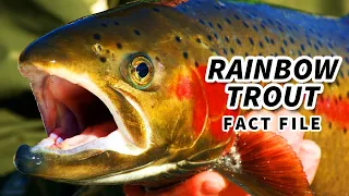 Rainbow Trout Facts: the STEELHEAD Trout 🐟 Animal Fact Files