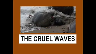 Tsunami due to volcanic eruption near Tonga panics elephant seal colony in San Simeon (info below)