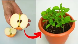 Unique Skills How to Grow Apple Tree From Apple #plants #garden #apple #viral #trending
