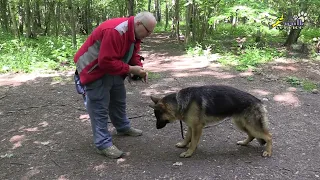 Тригер 80, Внимание на комплексе, отвлечение кормом от проводника