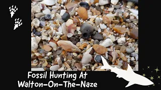 Fossil Hunting At Walton-On-The-Naze