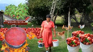 Harvesting Fresh Tomato  and Preparation of canned tomatoes, winter supply