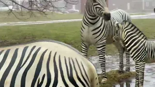 #Zebra