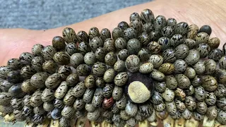 Large longan seed in the middle of the foot