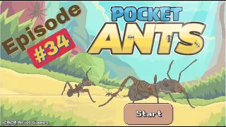 Pocket Ants Episode 34: (Part 1) Major Golden Pheromones Summoning