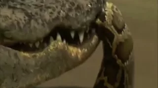 Crocodile vs Python - Croc destroys big python.