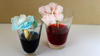 How to make a Colourful flowers science experiment