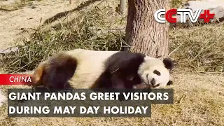 Giant Pandas Greet Visitors During May Day Holiday