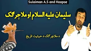 Sulaiman A.S and Hoopoe | سليمان ع او ملاچرګک | Story of Prophet Sulaiman (AS) and the Hoopoe bird