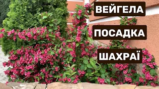 Яку вейгелу обрати🌸Посадка вейгели🌺Шахраї -продавці вейгели