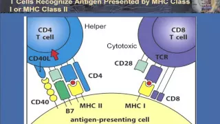 T Cell Activation and Control