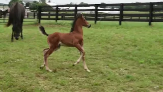 2023 Dressed Up Foal