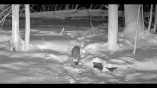 Upstate NY Trail Camera - A Rare Encounter!- Winter 2022