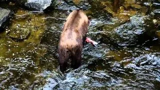 Brown Bear Eating Salmon at Anan Creek