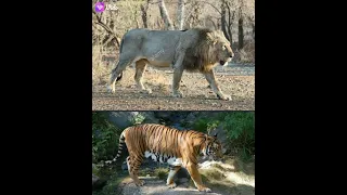 Asiatic lion and indochineis tiger size comparison