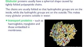 AS level. B.4 Fibrous and globular proteins