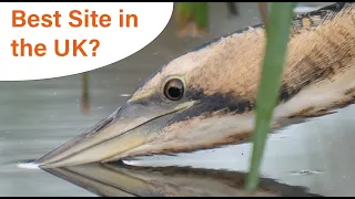 Photographing the elusive Bittern