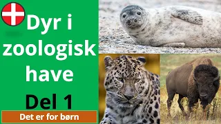 Dyr i zoologisk have | Video med dyr Del 1