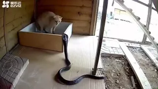 Cat defends itself from attacking Cobra #shorts