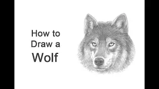 How to Draw a Wolf (Head Detail)