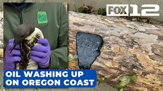 Birds covered in oil, globs of black tar wash up on Oregon coast