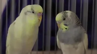 Веселое пение волнистых попугаев.