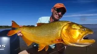 Golden Dorado Fishing, Argentina