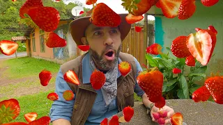 Hiking Up a Volcano to Find the World's BEST Strawberries!