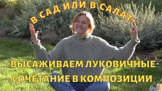 В сад или в салат? Высаживаем луковичные. Сочетание луковичных в композиции