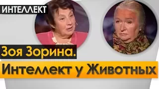 Интеллект у Животных. Ночь  Интеллект  Черниговская №9. Зоя Зорина.