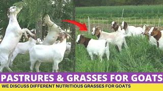 Goat Farming, Nutritious Pastures and Grasses For Goats On Zero Grazing