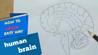 How to draw human brain step by step /easy way for beginners !