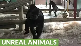 Silverback Gorilla breaks up vicious fight between females