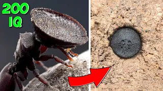 Cazadores de Nivel Divino. 10 Insectos Depredadores con Ingeniosas Habilidades de Caza