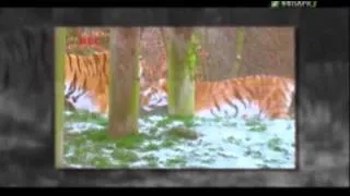 Амурский тигр Зоопарк в Норфолке, Великобритания.avi