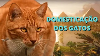 A HISTÓRIA DOS GATOS! O COMEÇO DA AMIZADE COM OS HUMANOS ATÉ OS DIAS DE HOJE!