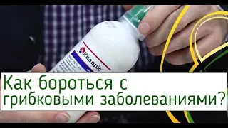Фунгицид Квадрис (Как бороться с грибковыми заболеваниями) | Agrolife.ua рекомендует