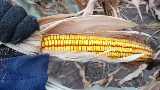 2017 мега кукурудза   Полтава фао 270,,