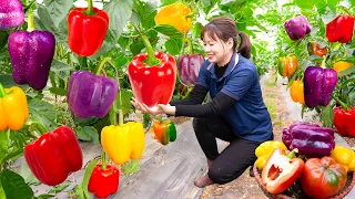 Harvest Super Big Bell Pepper & Make Bell Pepper stuffed with minced meat Goes to the market sell