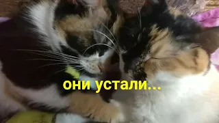 Кошки спят, они устали. Ну, и я мешать не стала...