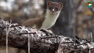 A Stoat, the Little Thief