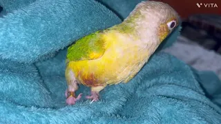 @SembaNachi Nachi getting royal massage#trendingvideo #talkingparrot #conurerelaxing #trending