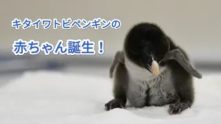 キタイワトビペンギンの赤ちゃんが誕生しました！